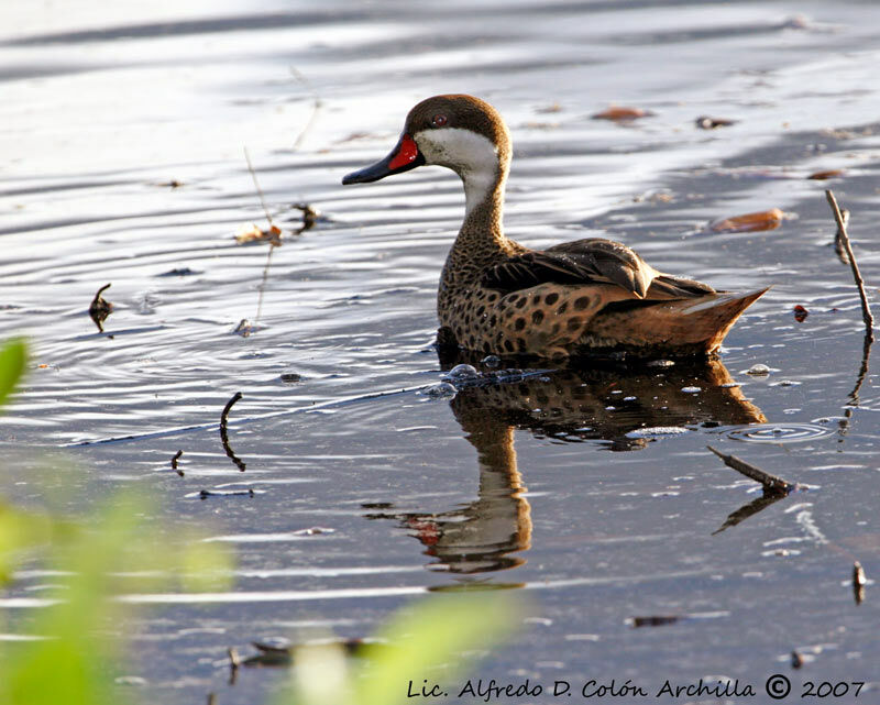 White-cheeked Pintail