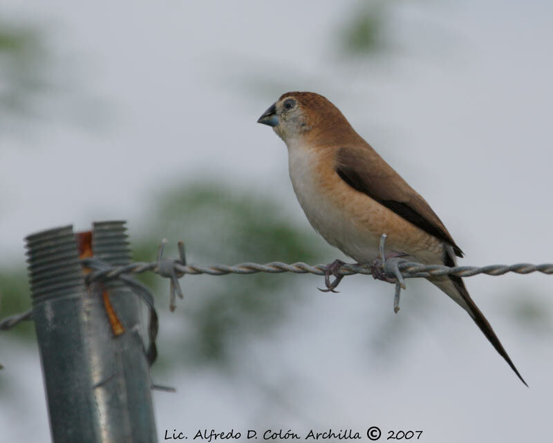 Indian Silverbilljuvenile