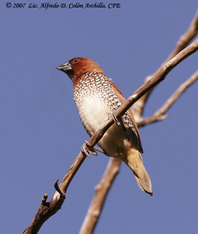 Scaly-breasted Munia