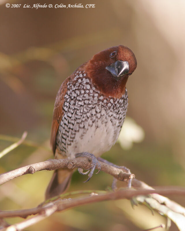 Scaly-breasted Munia