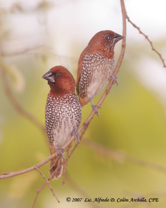 Scaly-breasted Munia