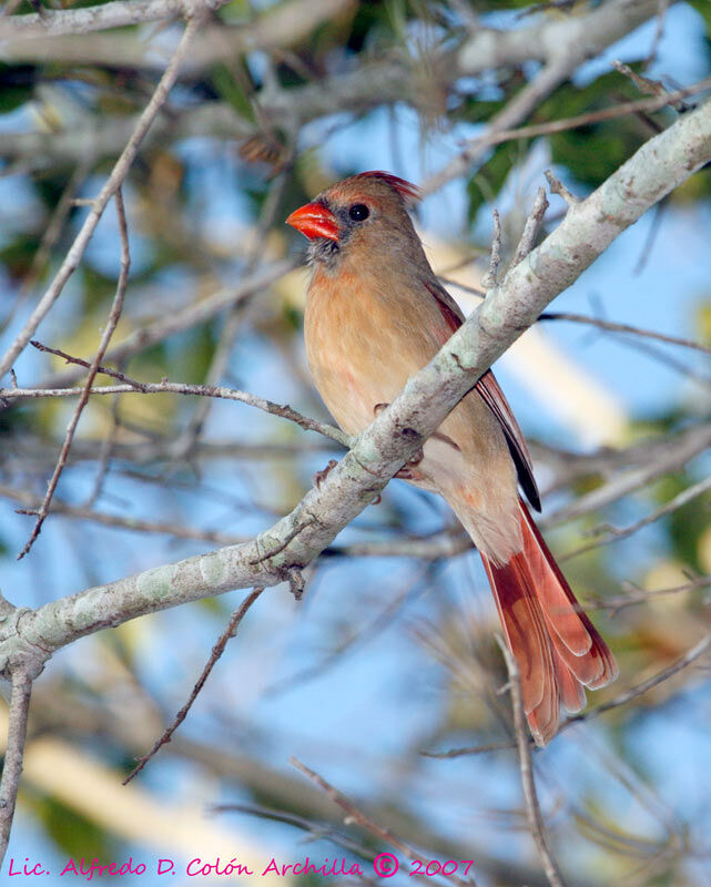 Cardinal rouge femelle