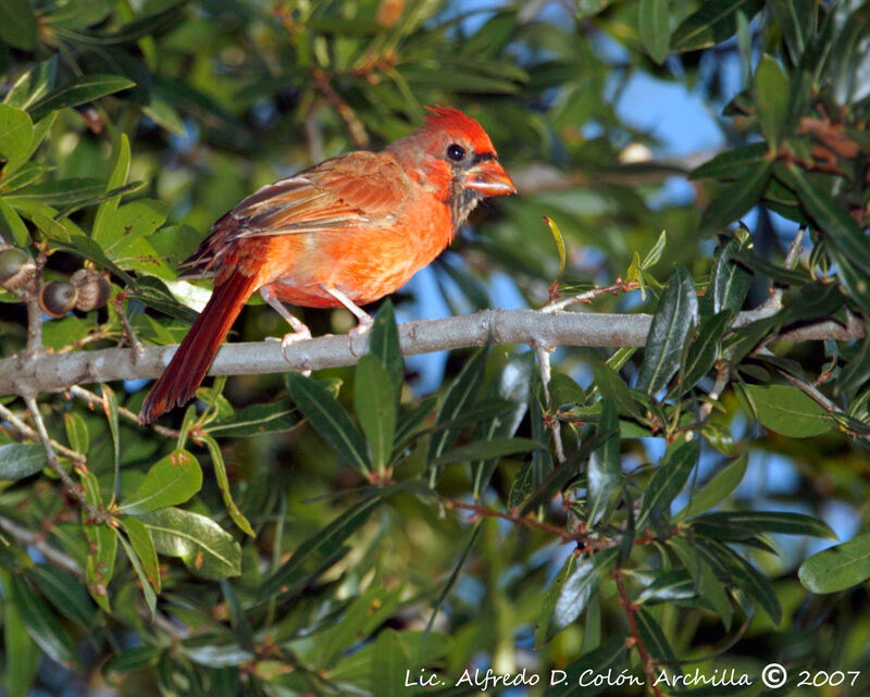 Cardinal rouge mâle