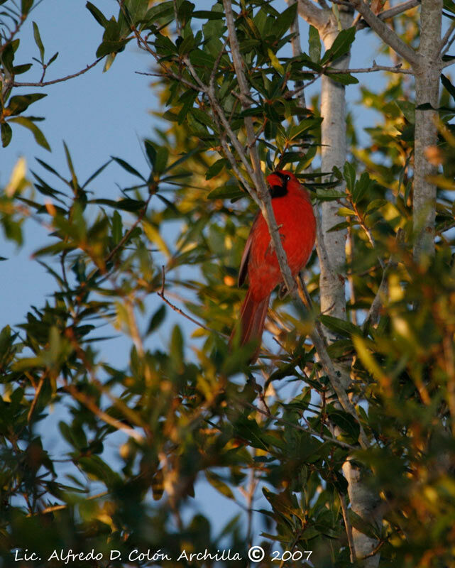 Cardinal rouge mâle