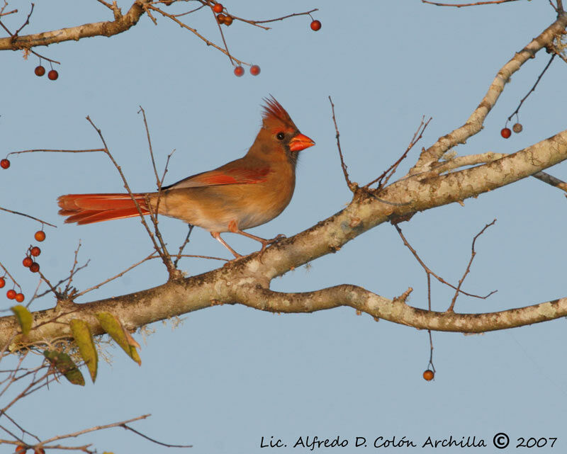 Northern Cardinal