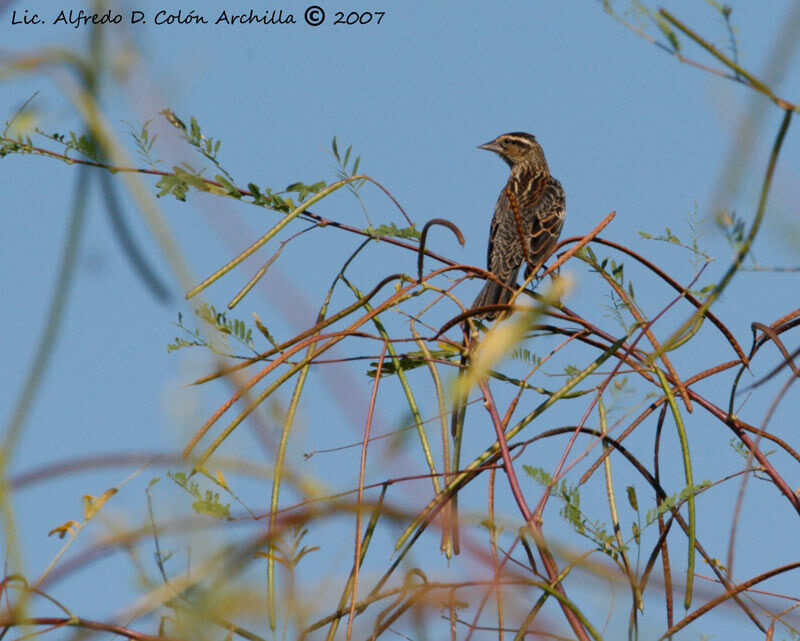 Red-winged Blackbird female