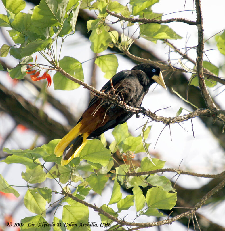 Crested Oropendola