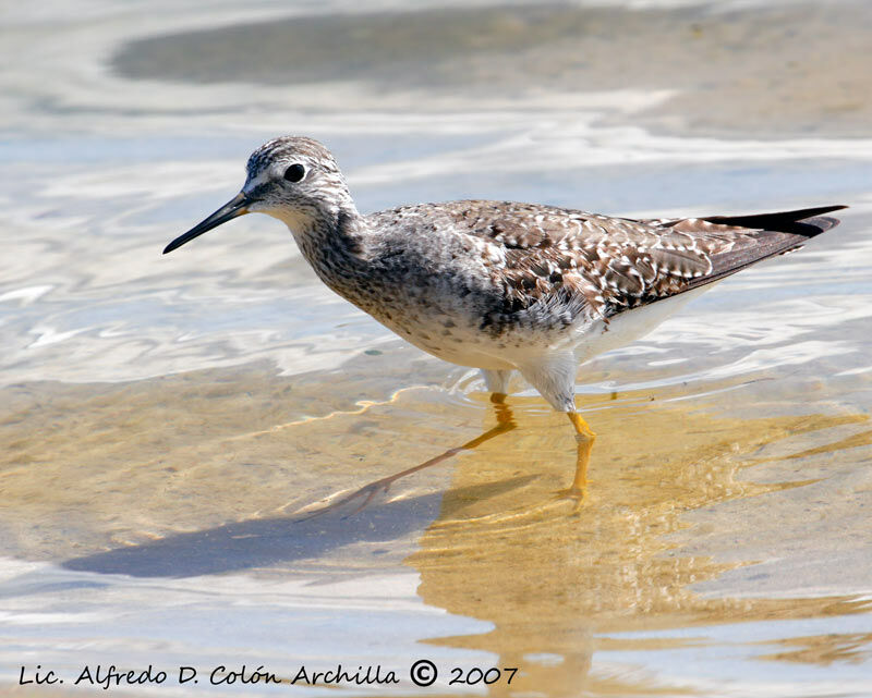 Lesser Yellowlegs