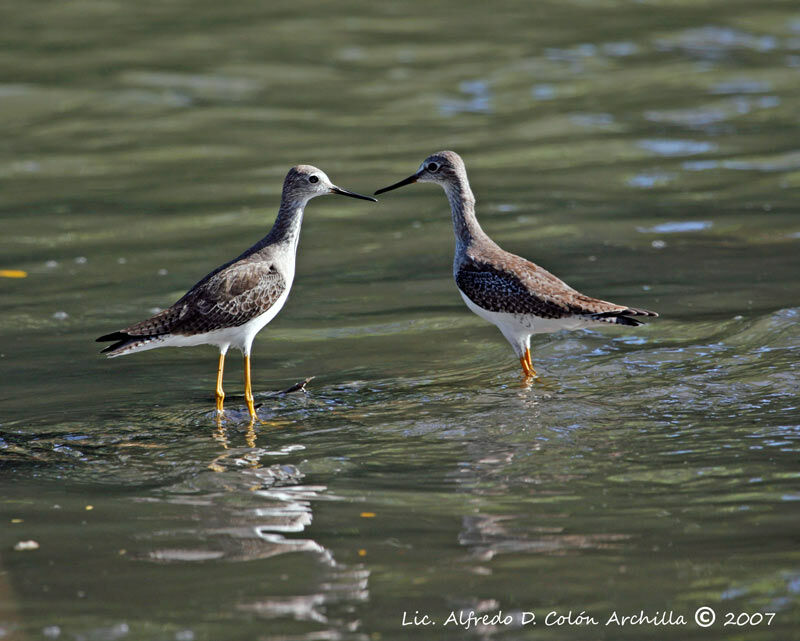 Lesser Yellowlegs