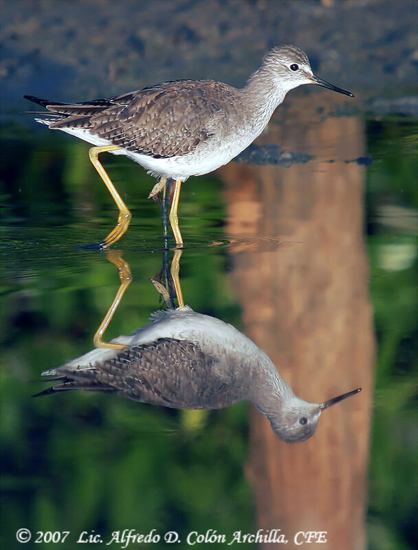 Lesser Yellowlegs