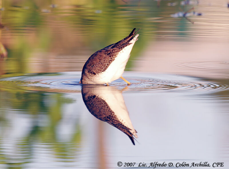 Lesser Yellowlegs