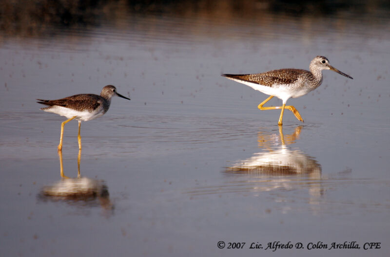 Lesser Yellowlegs