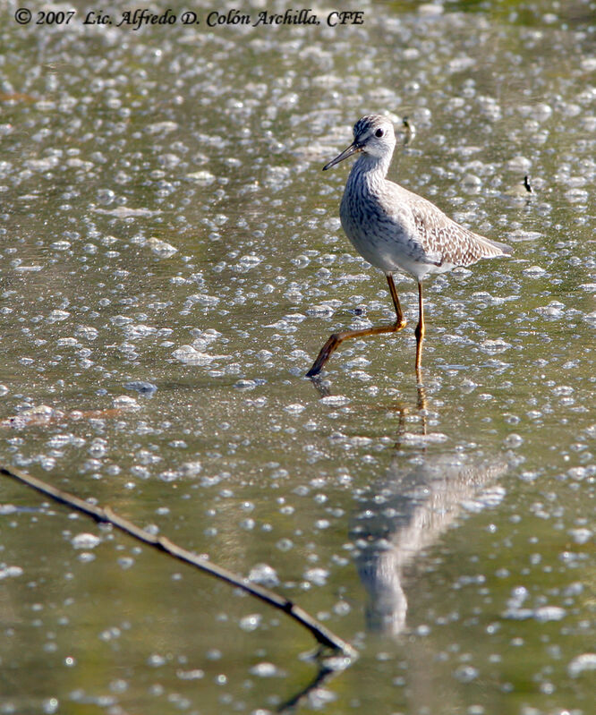 Lesser Yellowlegs