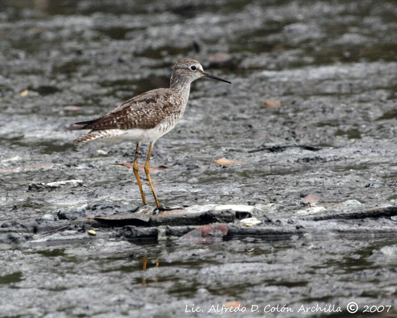 Lesser Yellowlegs