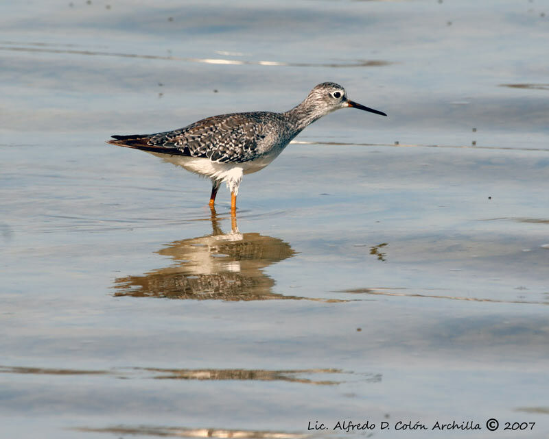 Lesser Yellowlegs