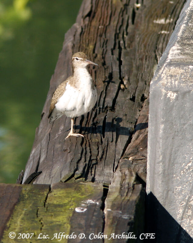 Spotted Sandpiper