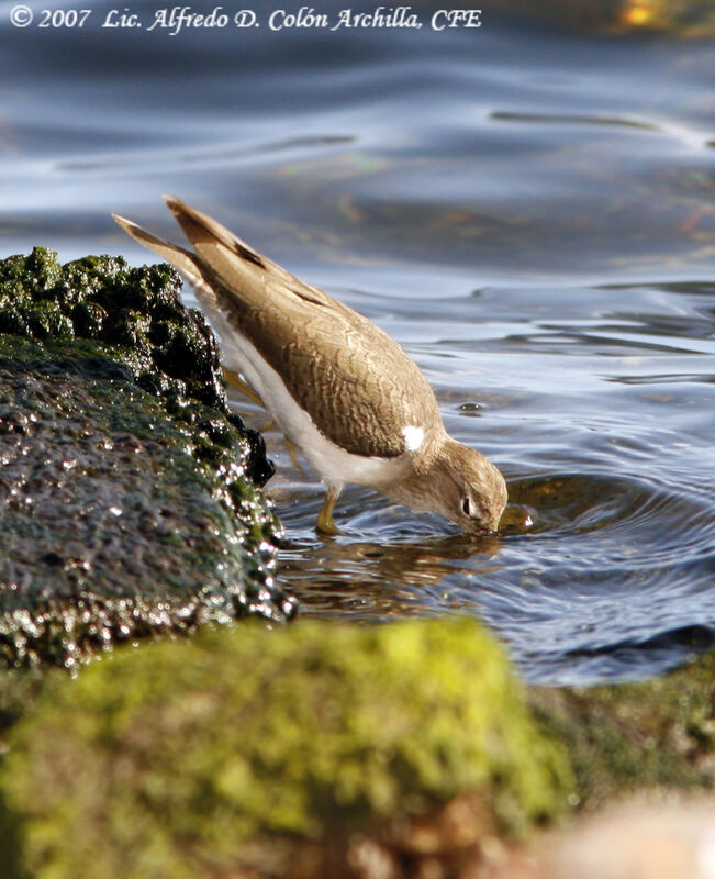 Spotted Sandpiper