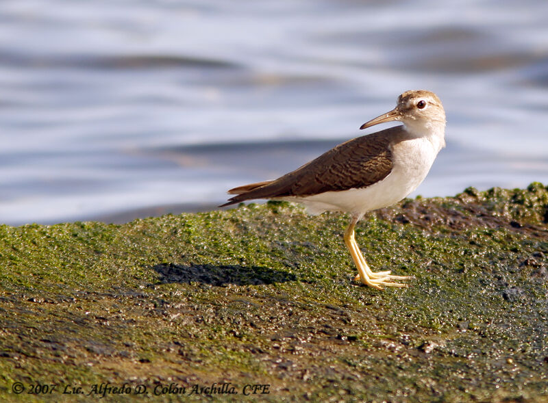 Spotted Sandpiper