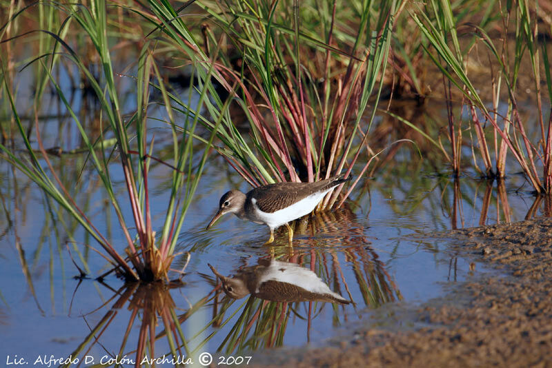 Spotted Sandpiper