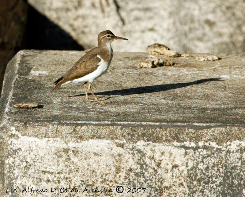 Spotted Sandpiper