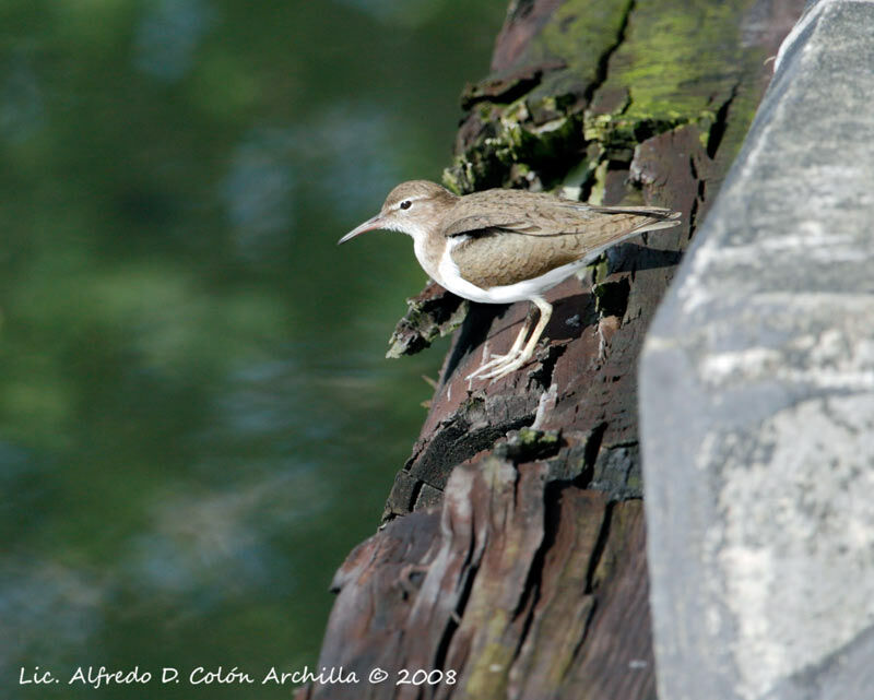 Spotted Sandpiper