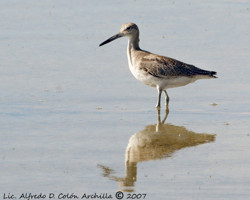 Willet