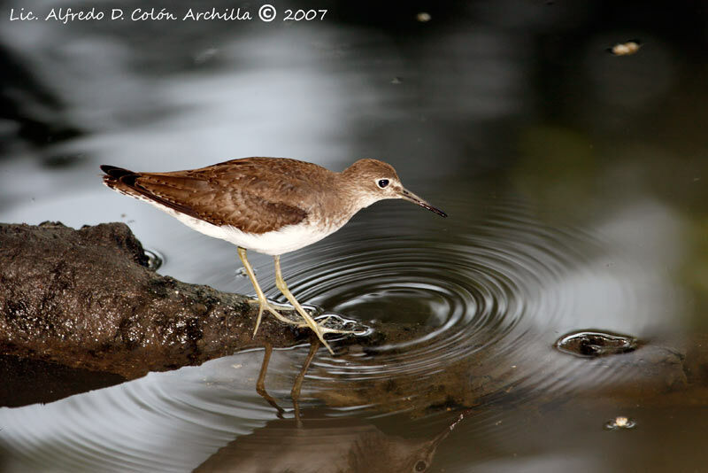 Solitary Sandpiper