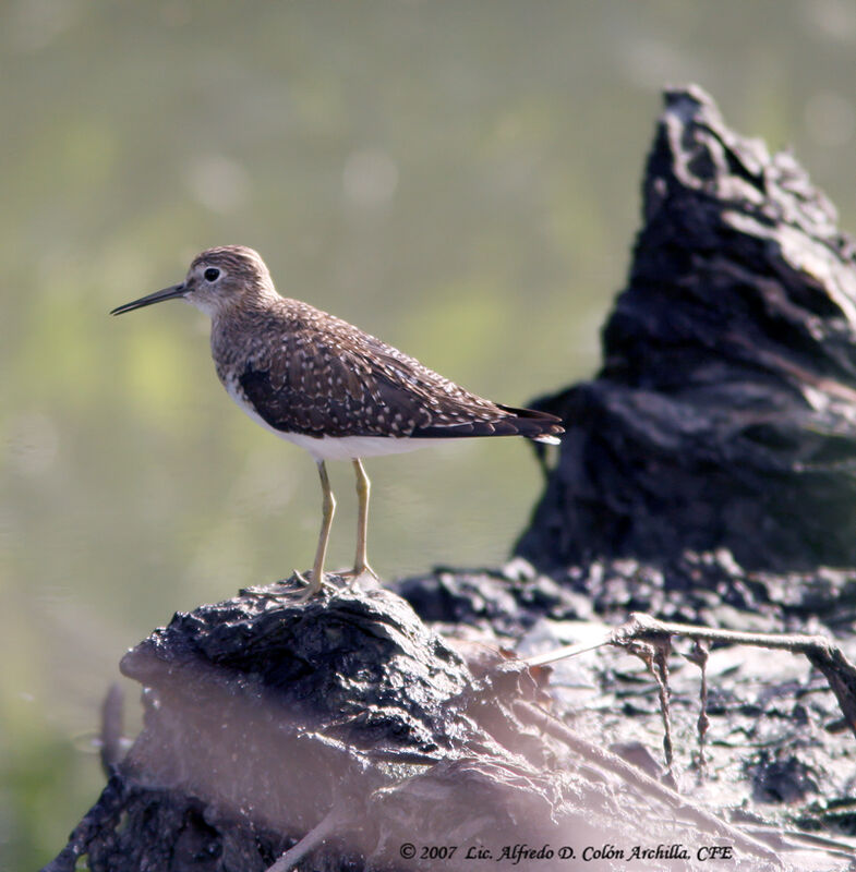 Solitary Sandpiper