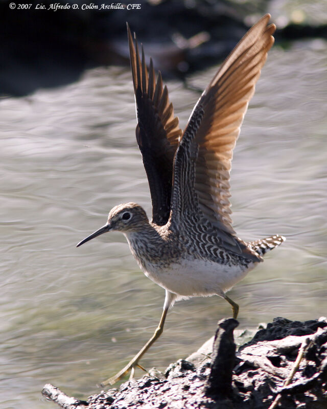 Solitary Sandpiper