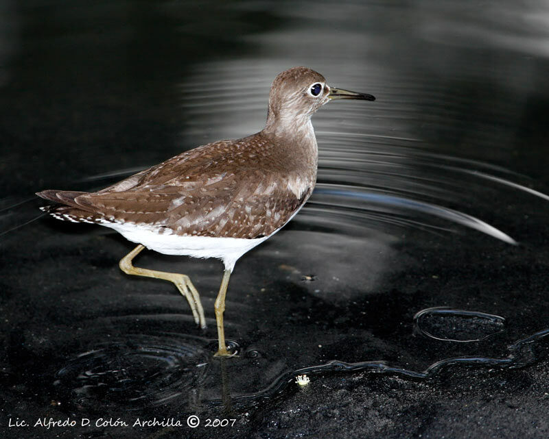 Solitary Sandpiper