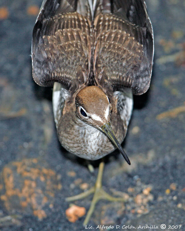 Solitary Sandpiper