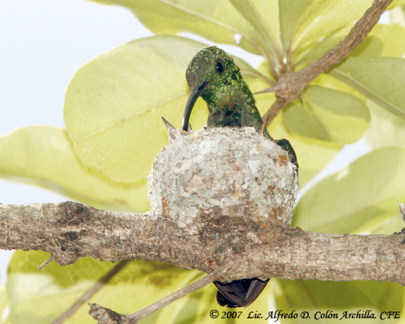 Colibri falle-vert