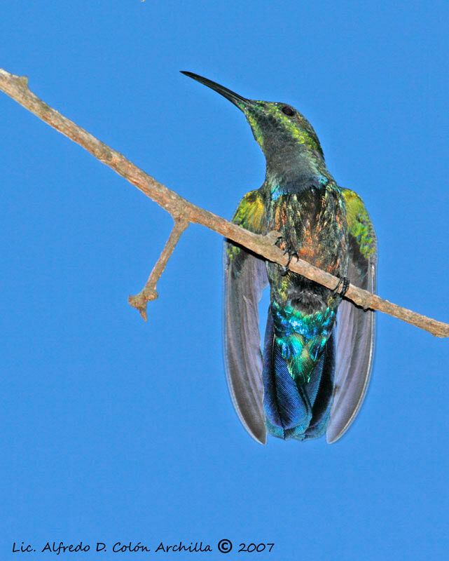 Colibri falle-vert