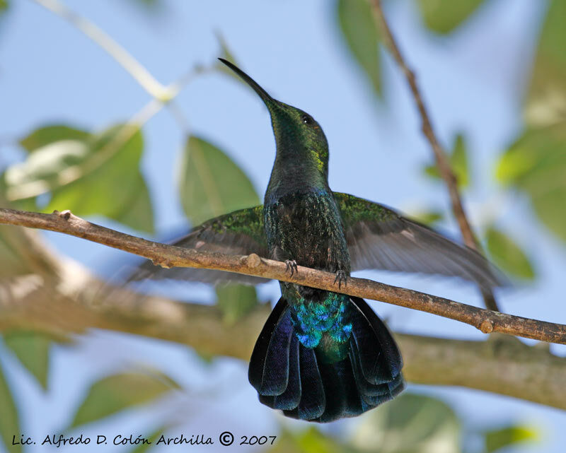 Green-throated Carib