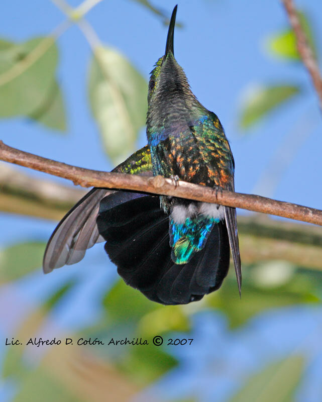 Colibri falle-vert