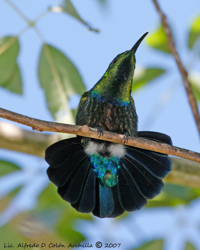 Colibri falle-vert