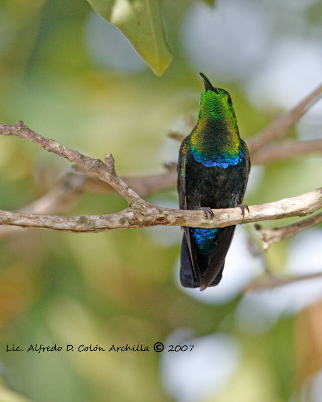 Green-throated Carib