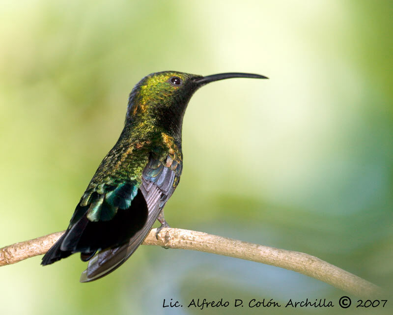 Colibri falle-vert