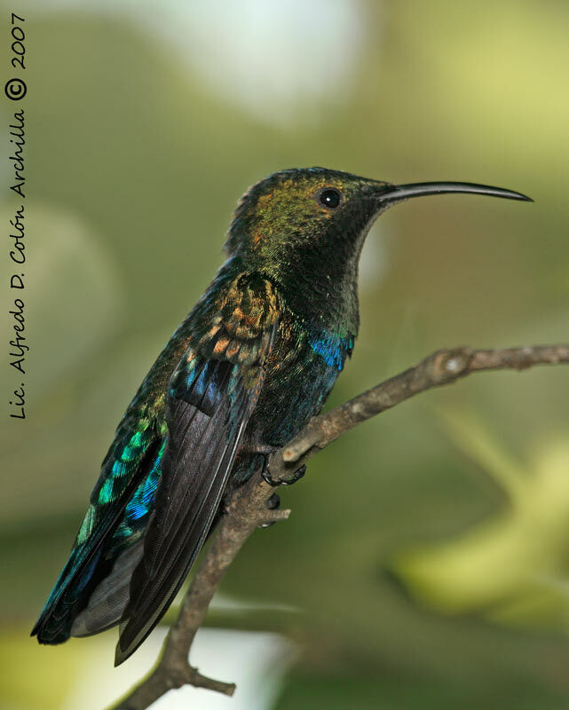 Green-throated Carib