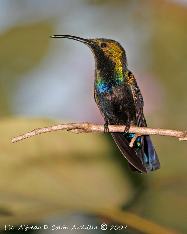 Green-throated Carib