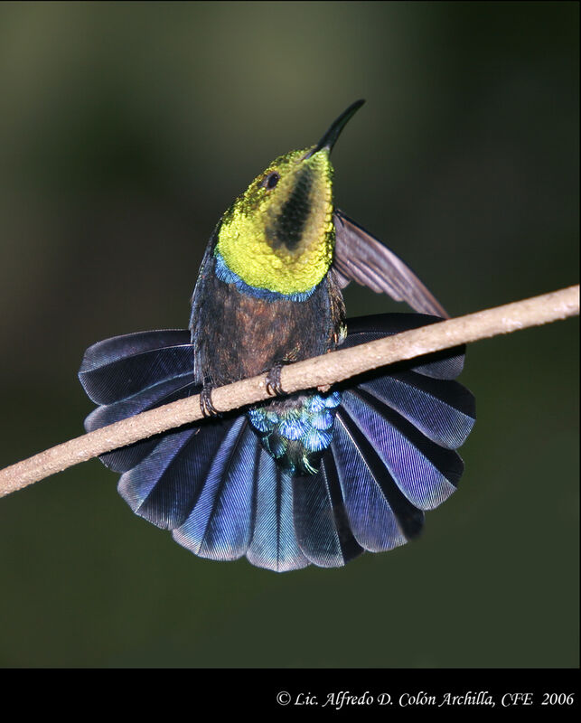 Green-throated Carib