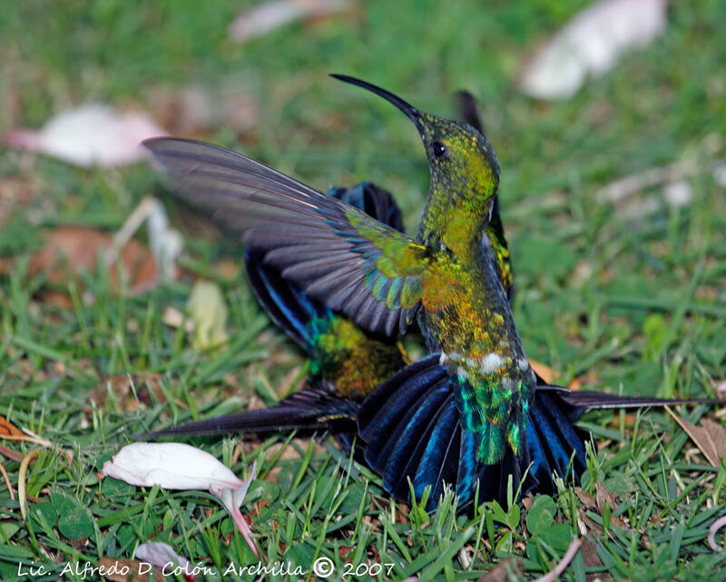 Green-throated Carib