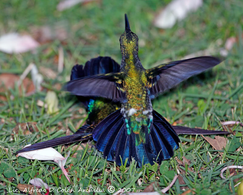 Colibri falle-vert