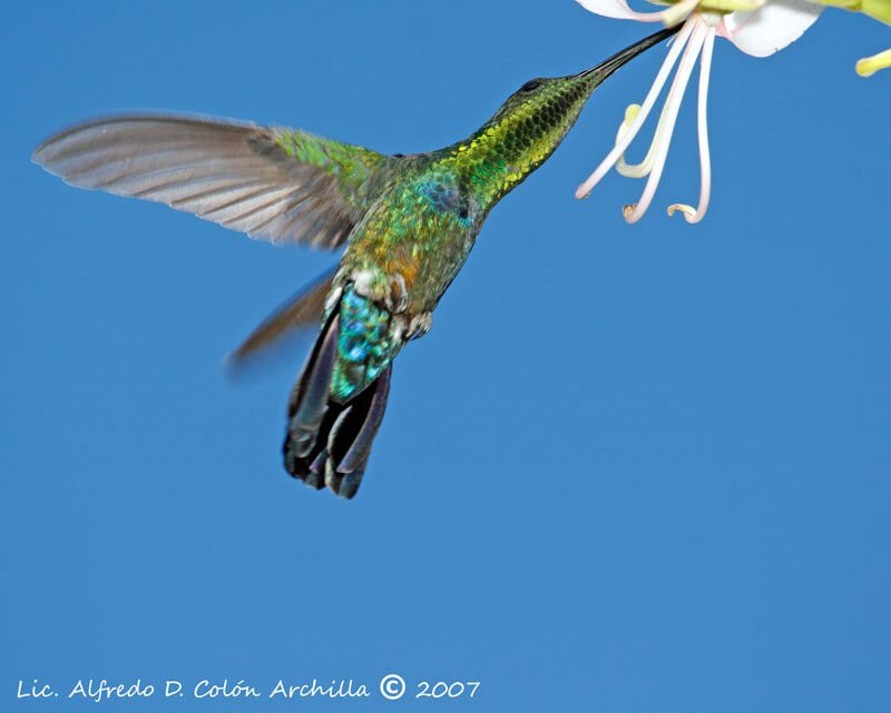 Colibri falle-vert