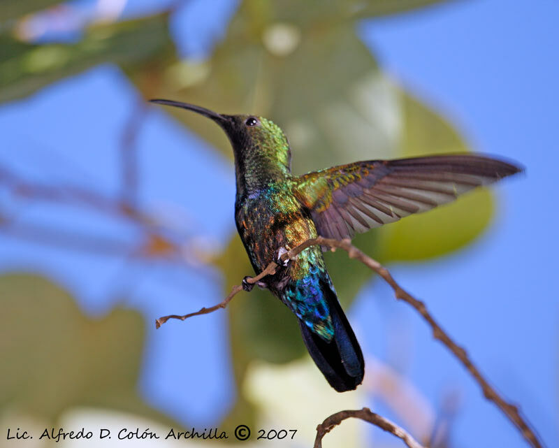 Green-throated Carib