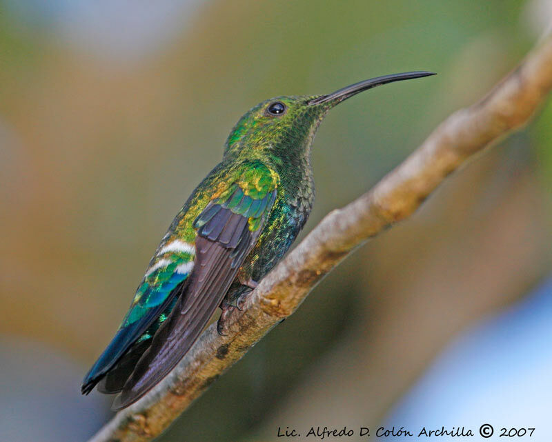 Colibri falle-vert