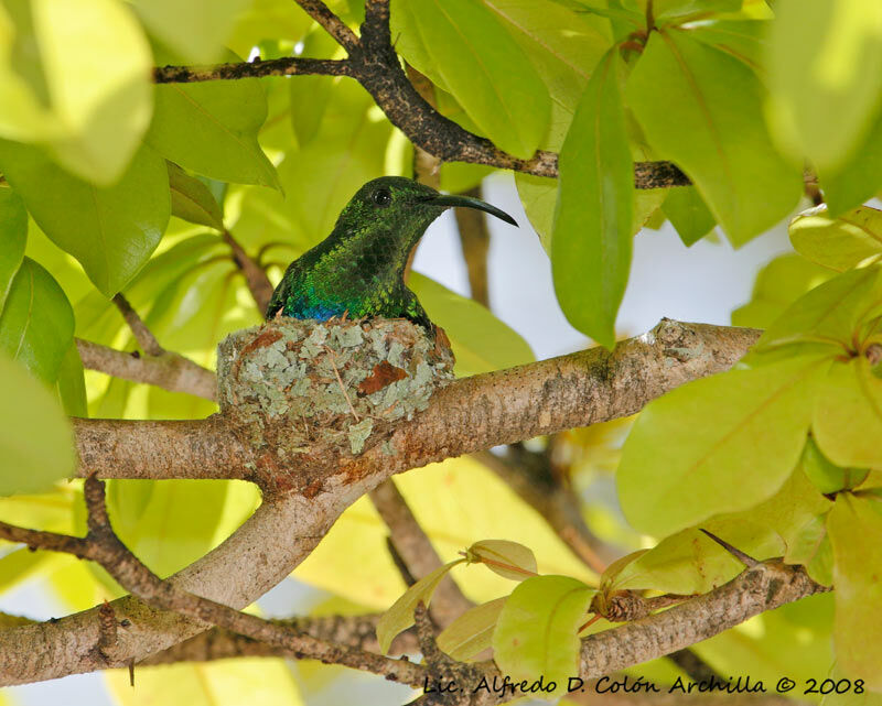 Colibri falle-vert