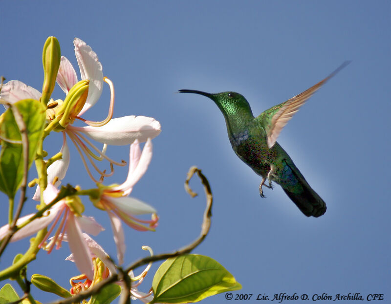 Green-throated Carib