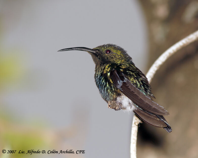 Green-throated Carib