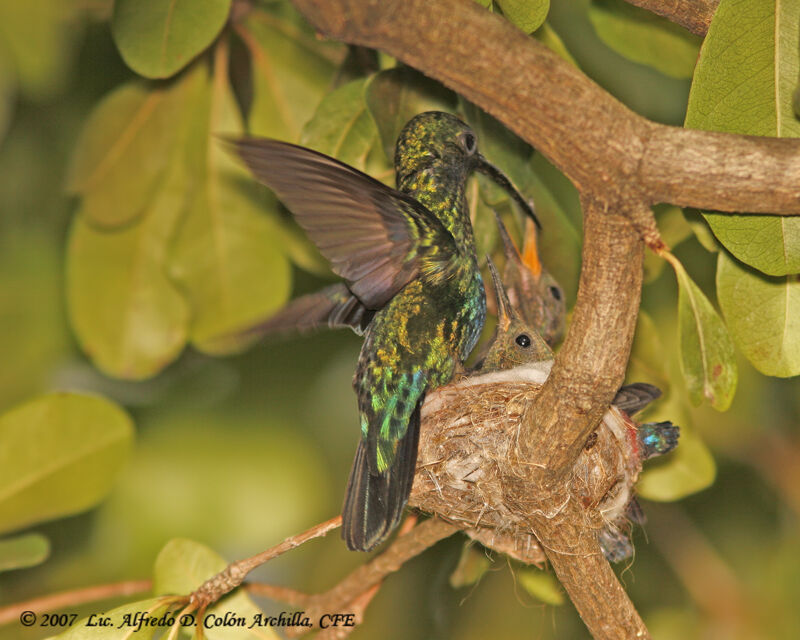 Green-throated Carib